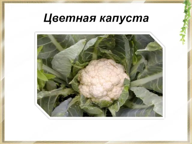 Цветная капуста