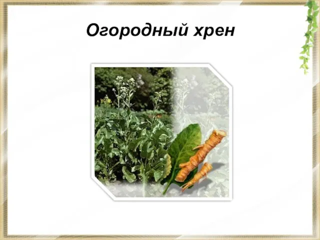 Огородный хрен