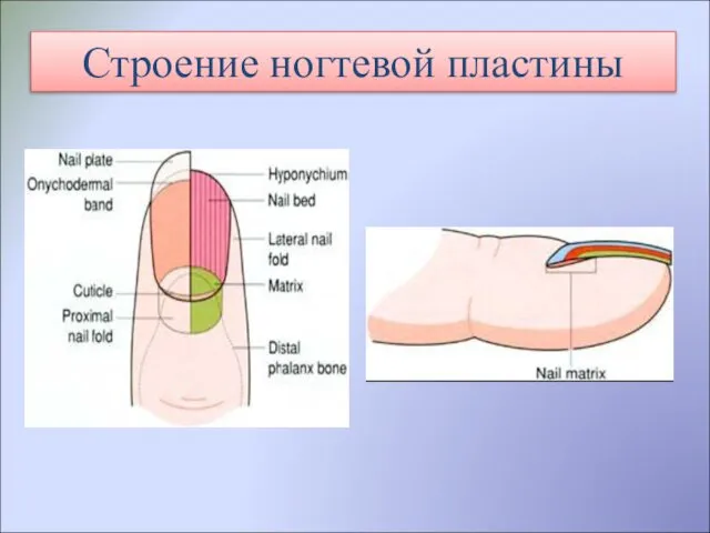 Строение ногтевой пластины