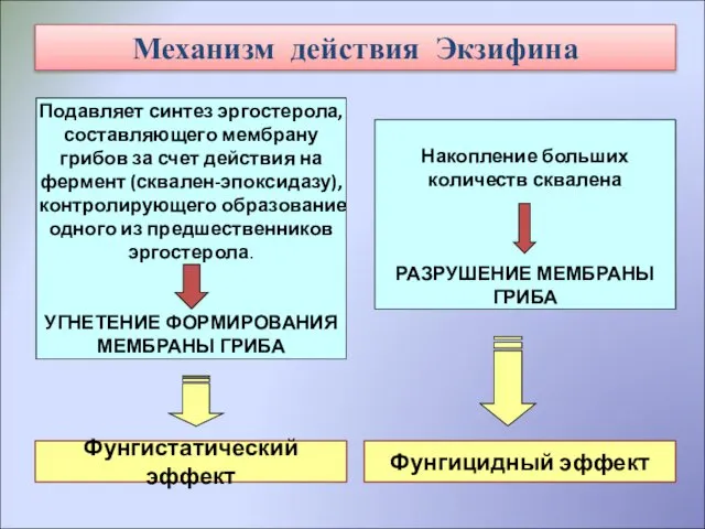 Механизм действия Экзифина Подавляет синтез эргостерола, составляющего мембрану грибов за счет