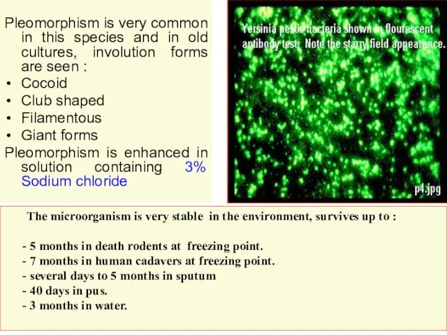 Pleomorphism is very common in this species and in old cultures,