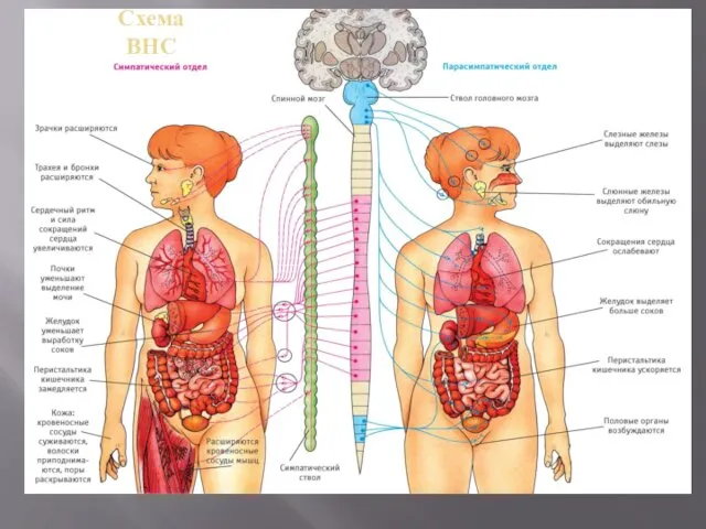 Схема ВНС