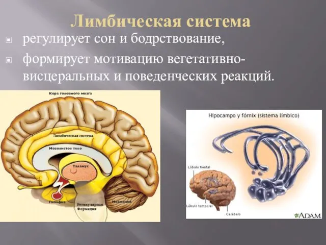 Лимбическая система регулирует сон и бодрствование, формирует мотивацию вегетативно-висцеральных и поведенческих реакций.