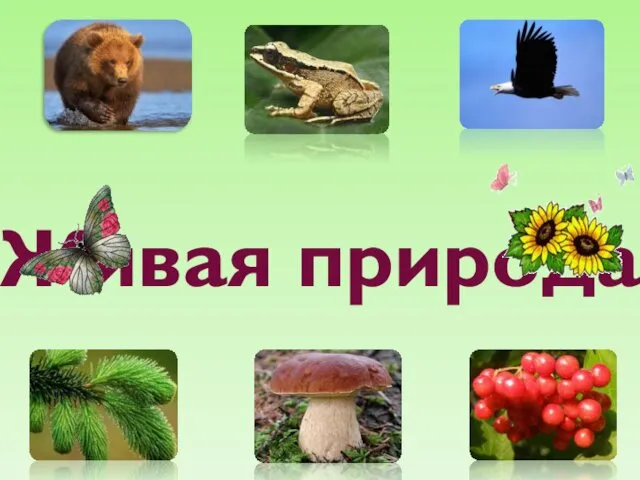 Живая природа