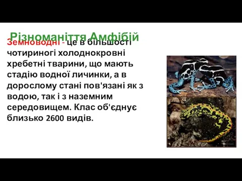 Земноводні - це в більшості чотириногі холоднокровні хребетні тварини, що мають