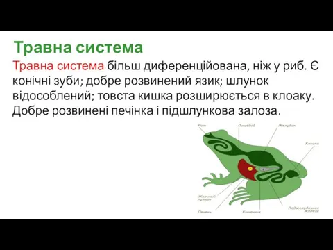 Травна система більш диференційована, ніж у риб. Є конічні зуби; добре