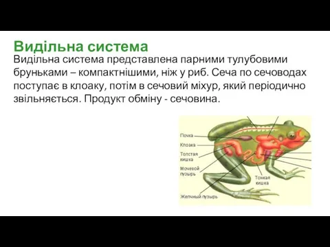 Видільна система представлена парними тулубовими бруньками – компактнішими, ніж у риб.