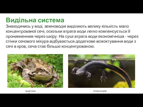 Знаходячись у воді, земноводні виділяють велику кількість мало концентрованої сечі, оскільки