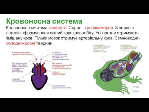 Кровоносна система замкнута. Серце - трьохкамерне. З появою легенів сформувався малий