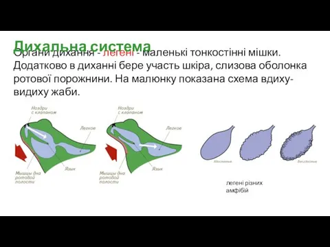 Органи дихання - легені - маленькі тонкостінні мішки. Додатково в диханні