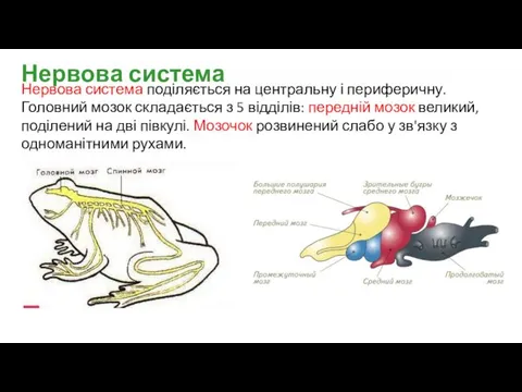 Нервова система поділяється на центральну і периферичну. Головний мозок складається з