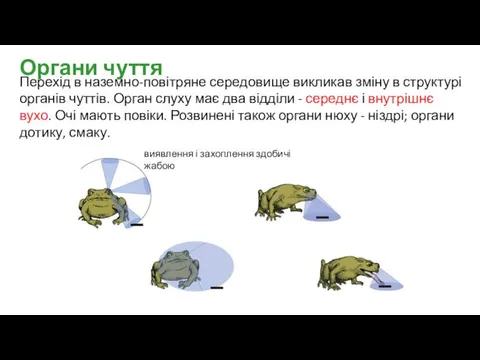 Перехід в наземно-повітряне середовище викликав зміну в структурі органів чуттів. Орган