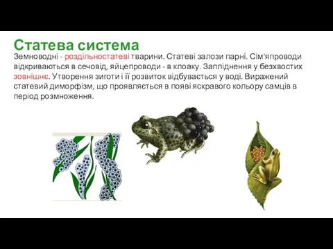 Земноводні - роздільностатеві тварини. Статеві залози парні. Сім'япроводи відкриваються в сечовід,