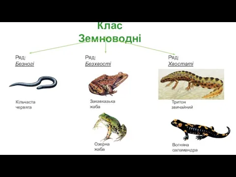 Ряд: Безхвості Ряд: Хвостаті Озерна жаба Закавказька жаба Вогняна саламандра Тритон