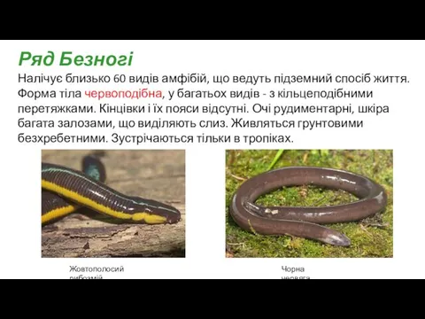 Налічує близько 60 видів амфібій, що ведуть підземний спосіб життя. Форма