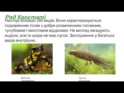 Налічує близько 280 видів. Вони характеризуються подовженим тілом з добре розвиненими