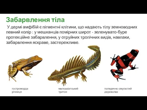 У дермі амфібій є пігментні клітини, що надають тілу земноводних певний