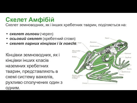 Скелет земноводних, як і інших хребетних тварин, поділяється на: скелет голови