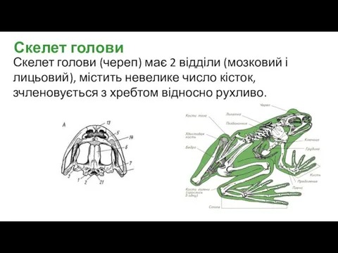 Скелет голови Скелет голови (череп) має 2 відділи (мозковий і лицьовий),