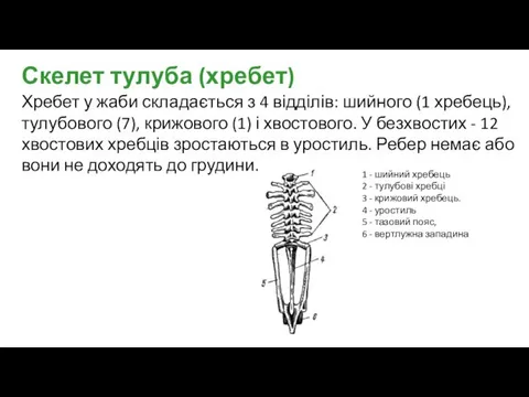 1 - шийний хребець 2 - тулубові хребці 3 - крижовий