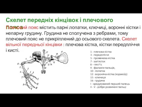 Скелет передніх кінцівок і плечового пояса Плечовий пояс містить парні лопатки,