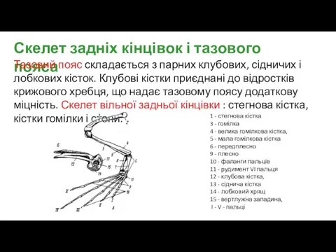 Скелет задніх кінцівок і тазового пояса Тазовий пояс складається з парних