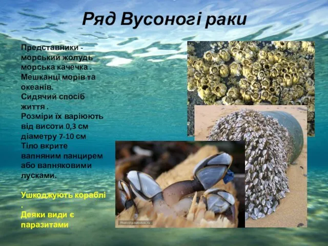 Ряд Вусоногі раки Представники -морський жолудь морська качечка . Мешканці морів