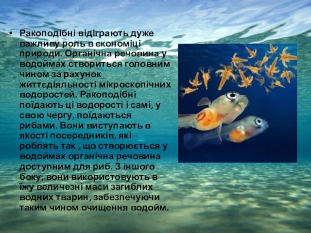 Ракоподібні відіграють дуже важливу роль в економіці природи. Органічна речовина у