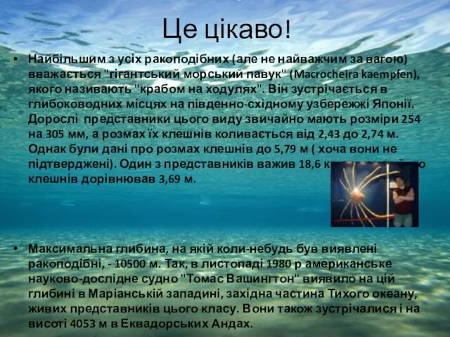 Це цікаво! Найбільшим з усіх ракоподібних (але не найважчим за вагою)