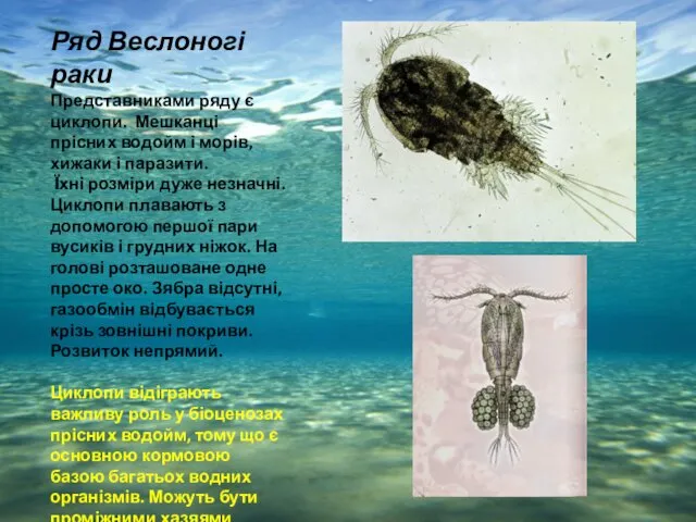 Ряд Веслоногі раки Представниками ряду є циклопи. Мешканці прісних водойм і