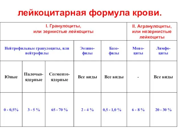 лейкоцитарная формула крови.