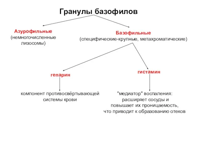 Гранулы базофилов Азурофильные (немногочисленные лизосомы) Базофильные (специфические-крупные, метахроматические) гепарин гистамин "медиатор"