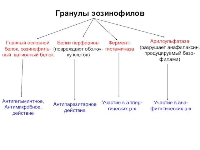 Гранулы эозинофилов Главный основной белок, эозинофиль- ный катионный белок Белки перфорины