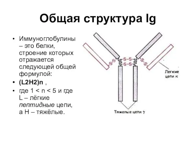 Общая структура Ig Иммуноглобулины – это белки, строение которых отражается следующей