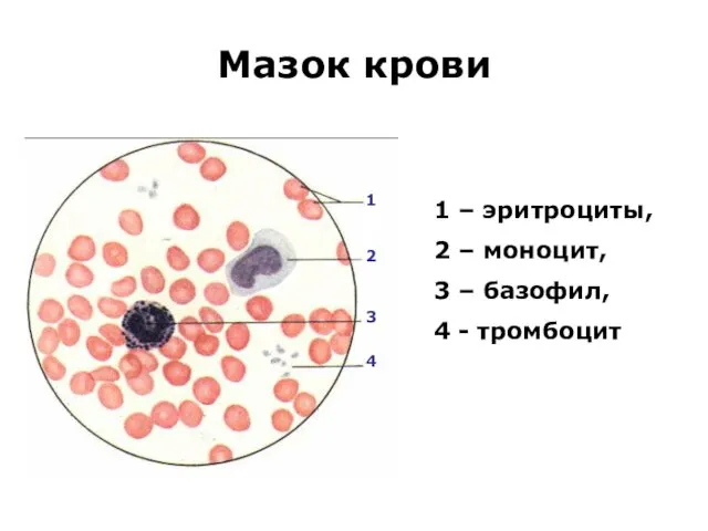 Мазок крови 1 – эритроциты, 2 – моноцит, 3 – базофил,