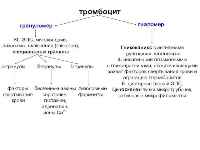 тромбоцит грануломер гиаломер КГ, ЭПС, митохондрии, лизосомы, включения (гликоген), специальные гранулы