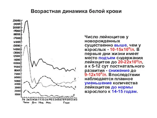 Возрастная динамика белой крови Число лейкоцитов у новорожденных существенно выше, чем