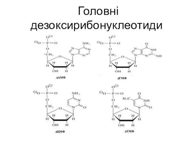 Головні дезоксирибонуклеотиди
