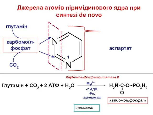 Джерела атомів піримідинового ядра при синтезі de novo СО2 глутамін карбомоїл-фосфат