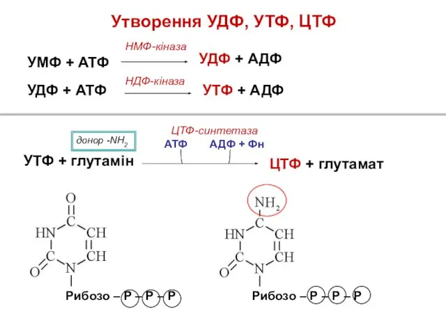 УМФ + АТФ УДФ + АДФ НМФ-кіназа УДФ + АТФ УТФ