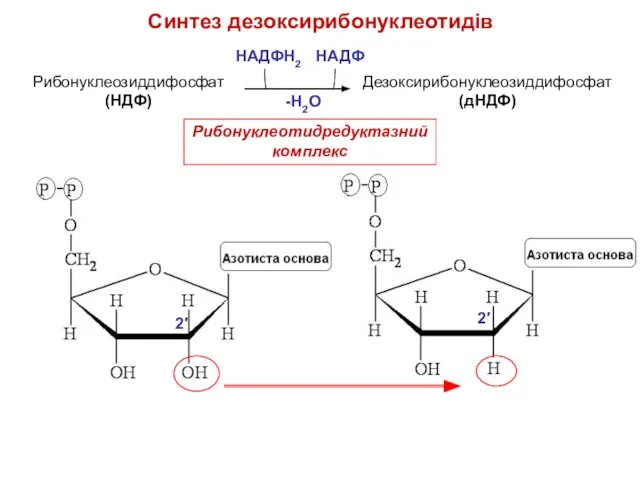 Cинтез дезоксирибонуклеотидів Рибонуклеозиддифосфат (НДФ) Дезоксирибонуклеозиддифосфат (дНДФ) НАДФН2 НАДФ 2′ 2′ Рибонуклеотидредуктазнийкомплекс -Н2О