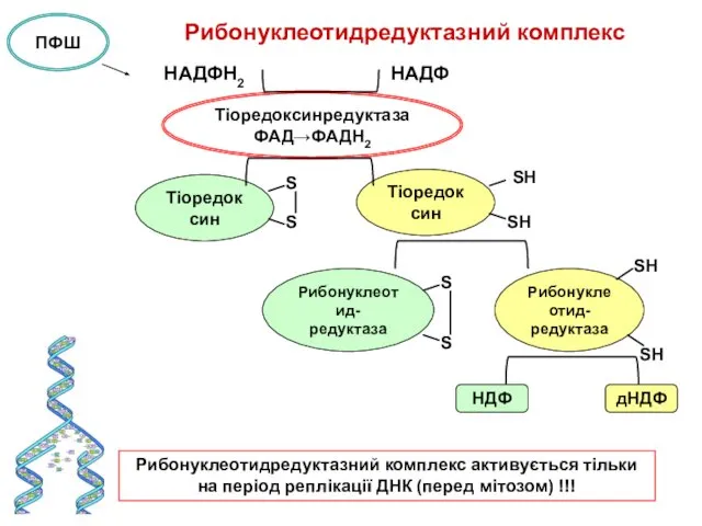 Рибонуклеотидредуктазний комплекс НАДФН2 НАДФ Тіоредоксинредуктаза ФАД→ФАДН2 Тіоредоксин S S Тіоредоксин SН