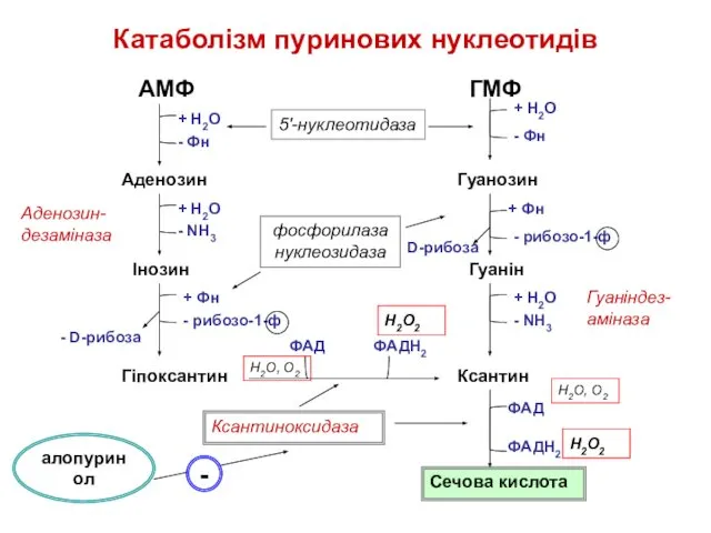 Катаболізм пуринових нуклеотидів АМФ ГМФ + Н2О + Н2О - Фн