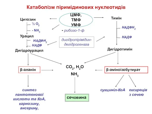 Катаболізм піримідинових нуклеотидів Цитозин Урацил Дигідротимін β-аланін Дигідроурацил Тимін β-аміноізобутират СО2,