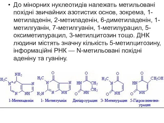 До мінорних нуклеотидів належать метильовані похідні звичайних азотистих основ, зокрема, 1-метиладенін,