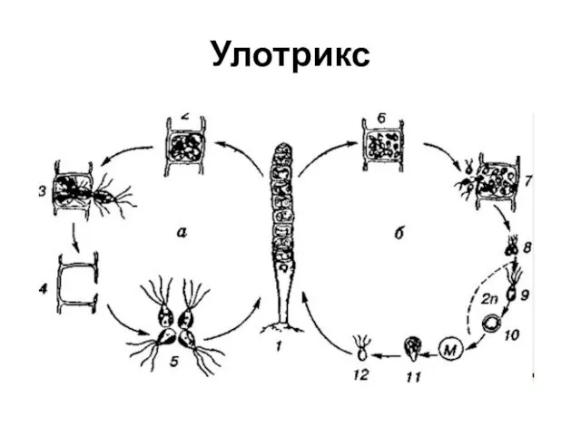 Улотрикс