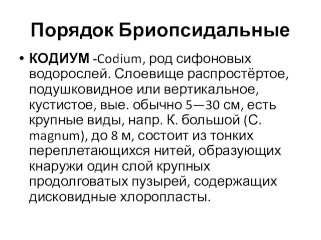 Порядок Бриопсидальные КОДИУМ -Codium, род сифоновых водорослей. Слоевище распростёртое, подушковидное или