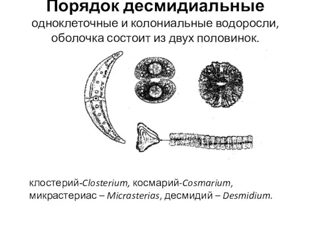 Порядок десмидиальные одноклеточные и колониальные водоросли, оболочка состоит из двух половинок.