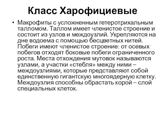 Класс Харофициевые Макрофиты с усложненным гетеротрихальным талломом. Таллом имеет членистое строение