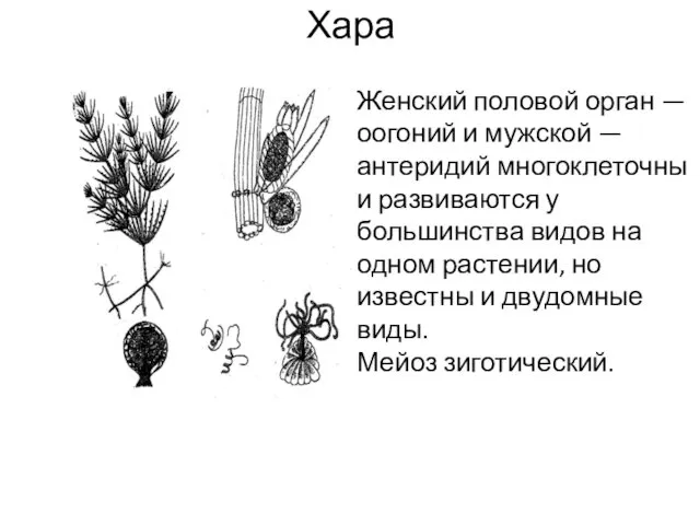 Хара Женский половой орган — оогоний и мужской — антеридий многоклеточны